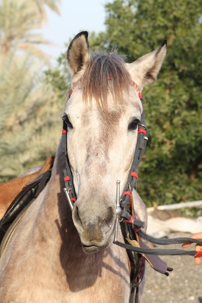 El caballo árabe es una raza de caballos que se originó en la Península Arábiga.