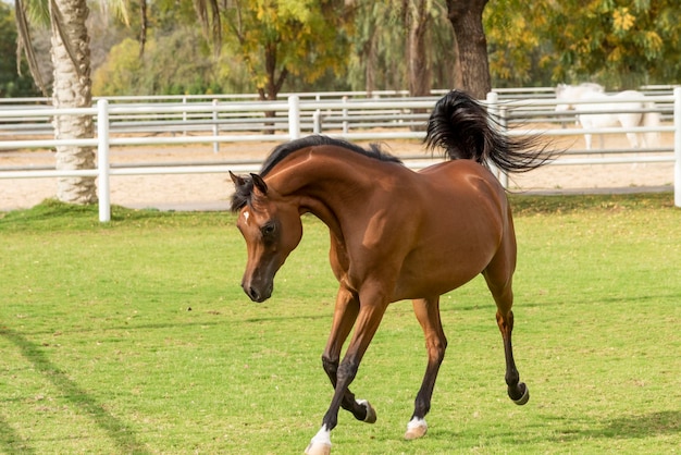 Caballo árabe en el establo