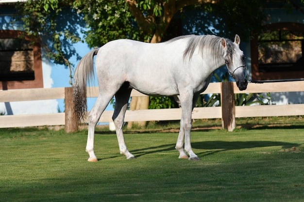 El caballo árabe o árabe es una raza de caballo que se originó en la Península Arábiga