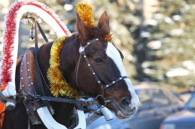 Foto caballo en arnés con decoración navideña