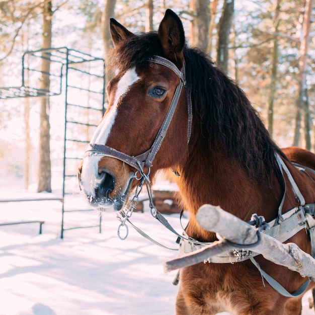 Un caballo en un arnés en la luz del sol en la nieve