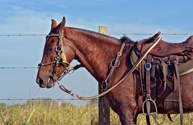 Caballo con arnés, silla y otros aparatos