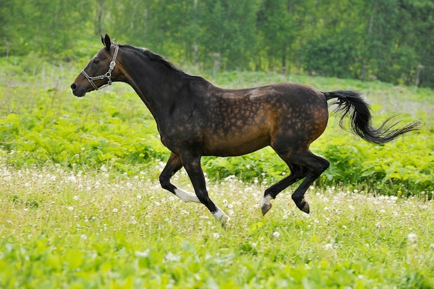 Caballo de Bahía corre al galope en la pradera verde en día de verano, al aire libre, horizontal. DOF bajo, foco en caballo. Disparo con panorámica.