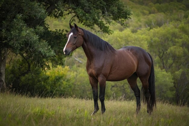 Un caballo de bahía solitario