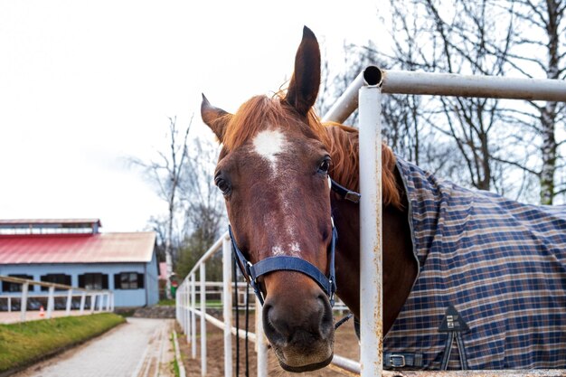 Un caballo bayo en una manta se encuentra en un potrero