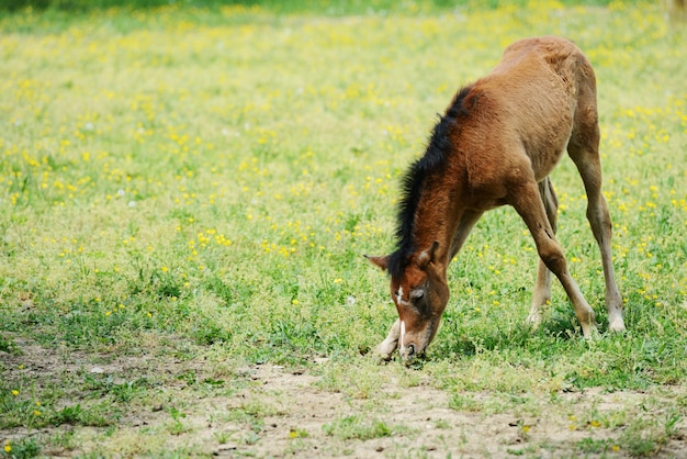 Caballo bebé en la hierba