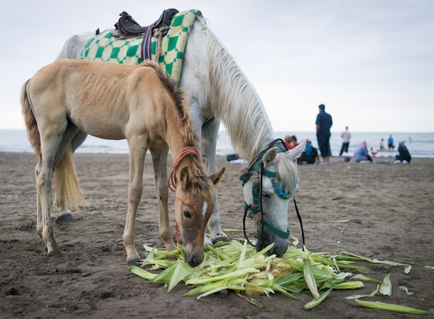 Caballo con bebé