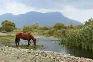 Foto caballo bebendo água no rio