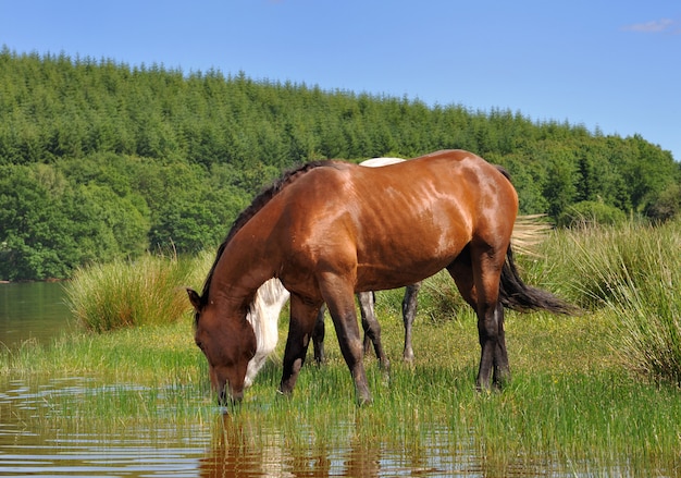 Caballo bebiendo en un lago