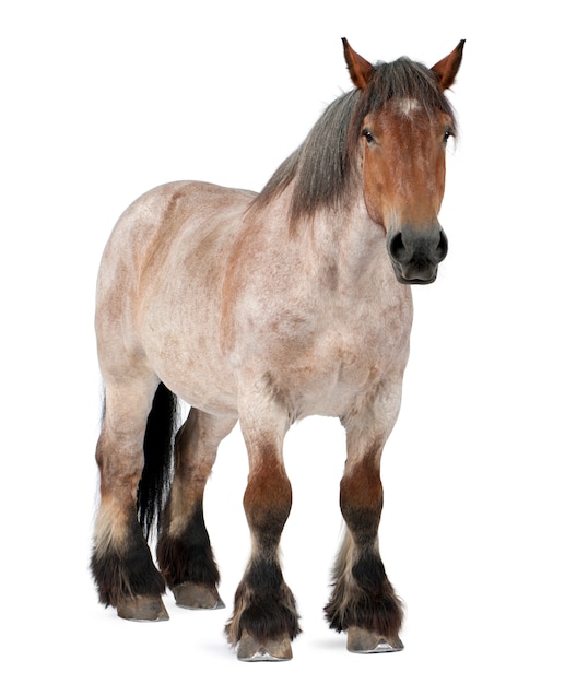 Caballo belga, caballo pesado belga, Brabancon, una raza de caballo de tiro, 16 años de edad, de pie en blanco aislado