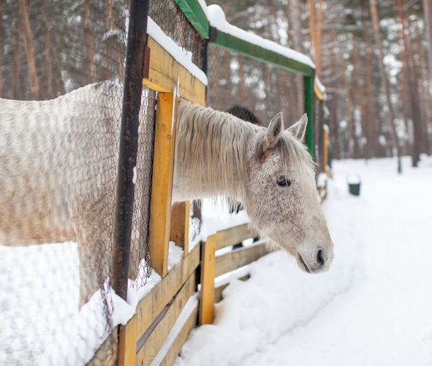 El caballo blanco asomó la cabeza por encima de la cerca para alimentarse. Caballos de cría. Visita de invierno a la finca de caballos.