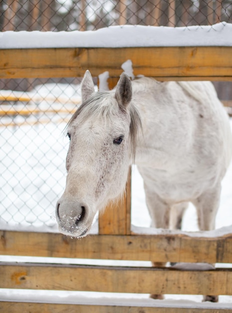 El caballo blanco asomó la cabeza por encima de la cerca para alimentarse. Caballos de cría. Visita de invierno a la finca de caballos.