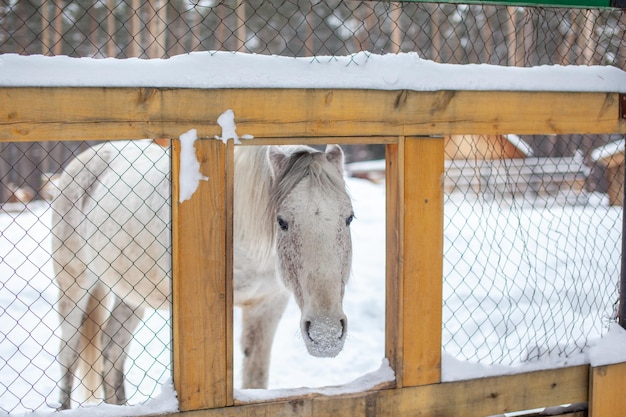 El caballo blanco asomó la cabeza por encima de la valla para ser alimentado.