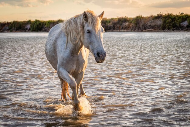 Caballo blanco en Camargue Francia