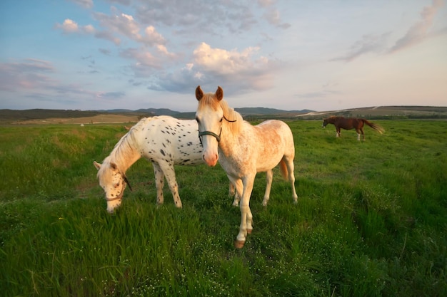 Caballo blanco en un campo verde