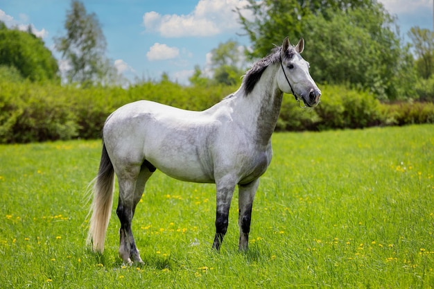 Caballo blanco en un campo verde