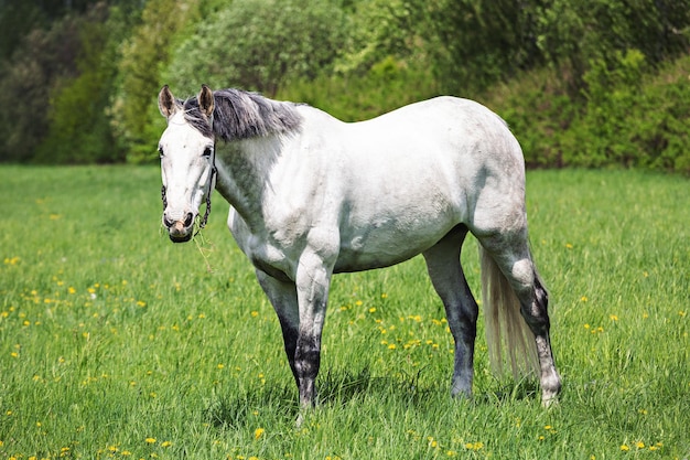 Caballo blanco en un campo verde