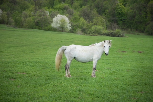 Caballo blanco en el campo