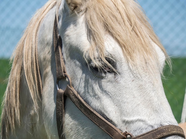 Caballo blanco en campo