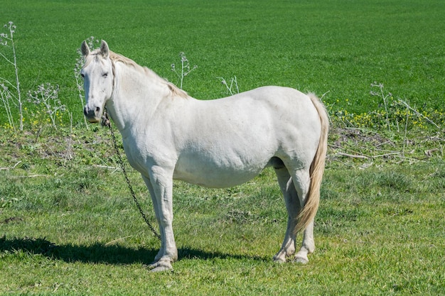 Caballo blanco en el campo