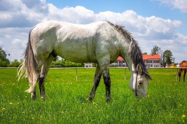 El caballo blanco come hierba en el claro