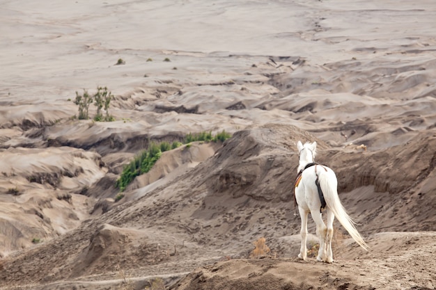 Caballo blanco contra el desierto