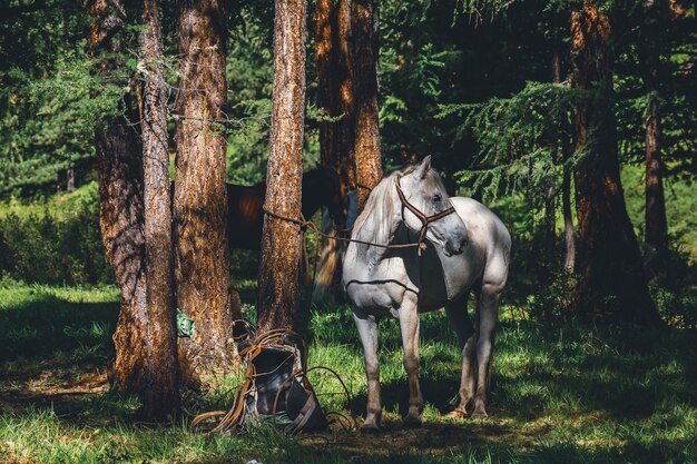 Caballo blanco con una correa en un pino en una conífera en el distrito de Ulagansky de la república de Altai, Rusia