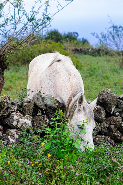 Caballo blanco detrás de un muro de piedra, pastoreo de hierba