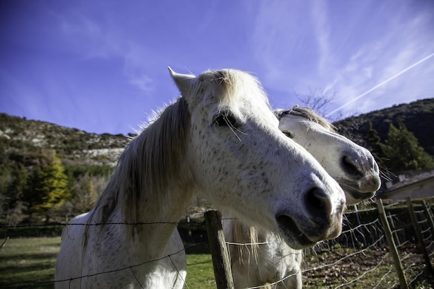 Foto caballo blanco en una granja