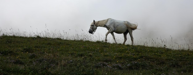 El caballo blanco pasta en el campo