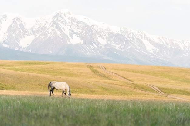 Un caballo blanco pasta en un césped en las montañas. Hermoso mustang blanco