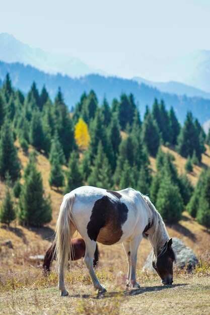 Un caballo blanco pasta en un prado en las montañas Espacio de copia vertical