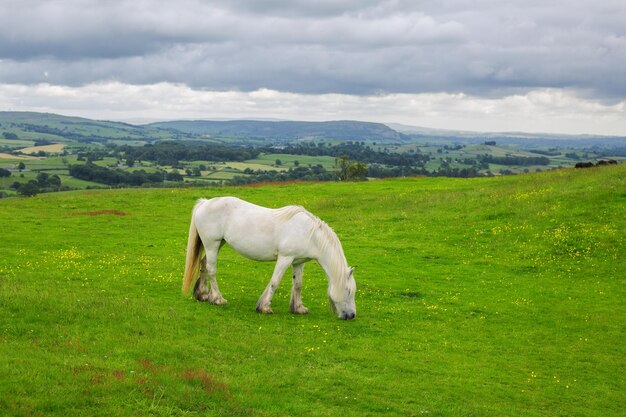 El caballo blanco pasta en las verdes colinas