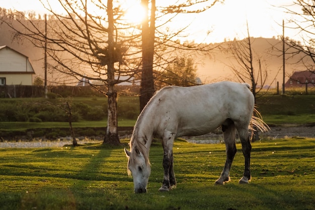 Un caballo blanco pastando en el atardecer de verano