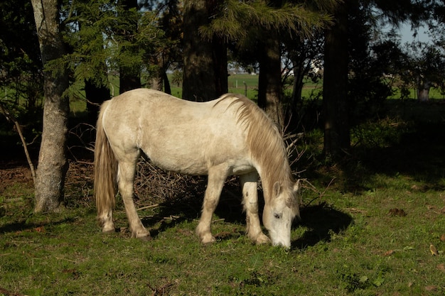 Caballo Blanco Pastando (em inglês)