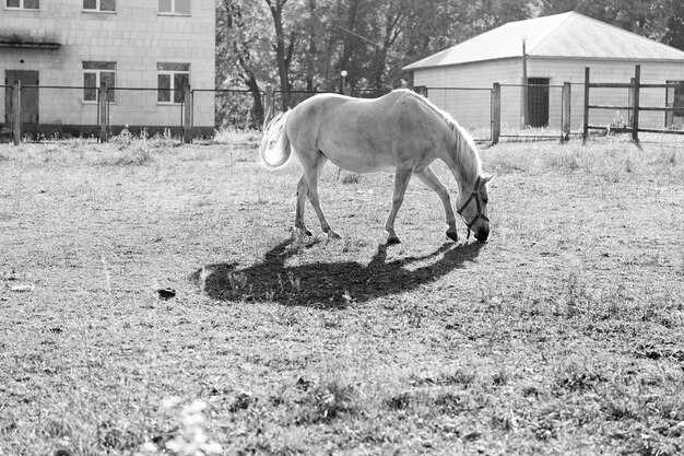 Caballo blanco pastando fuera de la granja o cría de caballos en el establo