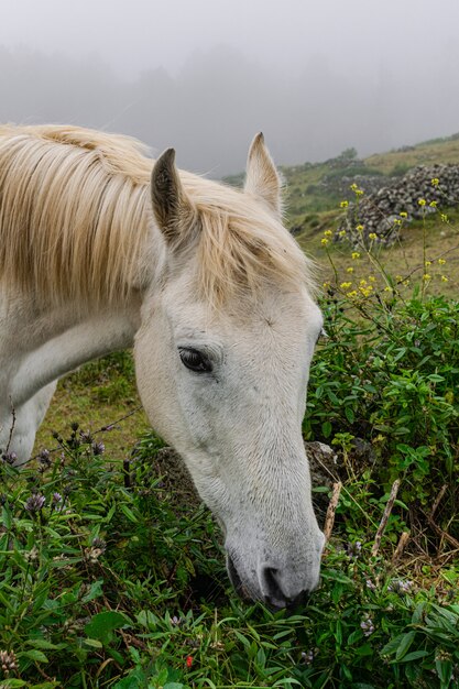 Caballo blanco pastando hierba, retrato de cabeza