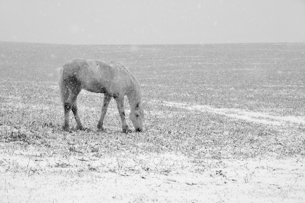 Caballo blanco pastando con nieve