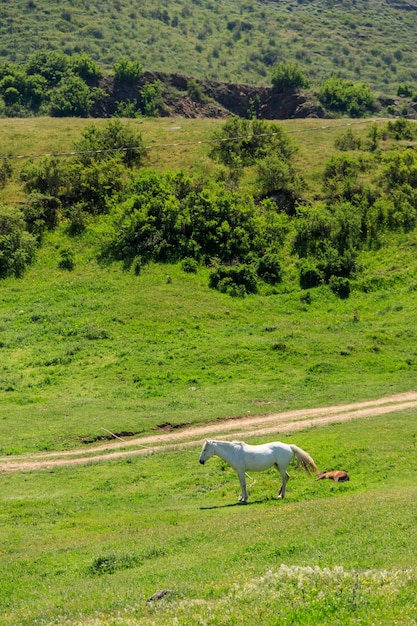 Caballo blanco pastando en los pastos verdes en las montañas del Cáucaso