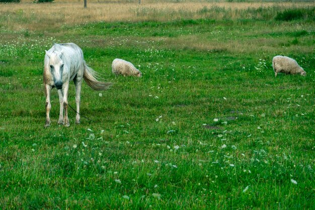 Un caballo blanco en un pasto come hierba verde Un caballo camina en un prado verde durante la puesta de sol Producción de carne y leche de granja ganadera