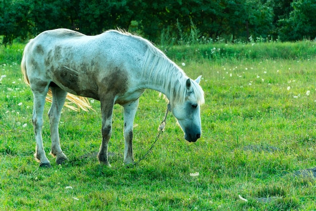 Un caballo blanco en un pasto come hierba verde Un caballo camina en un prado verde durante la puesta de sol Producción de carne y leche de granja ganadera