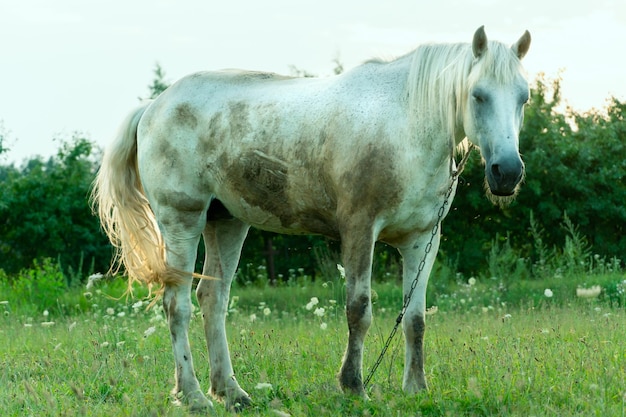 Un caballo blanco en un pasto come hierba verde Un caballo camina en un prado verde durante la puesta de sol Producción de carne y leche de granja ganadera