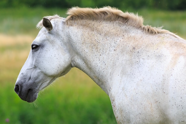 Caballo blanco en una pastura de verano.