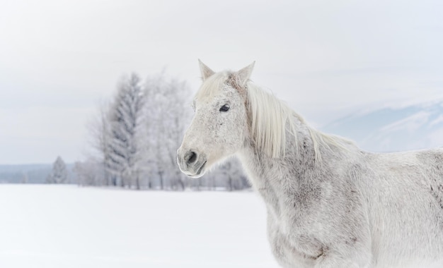 Caballo blanco de pie en el campo de nieve vista lateral detalle en la cabeza árboles borrosos en el fondo