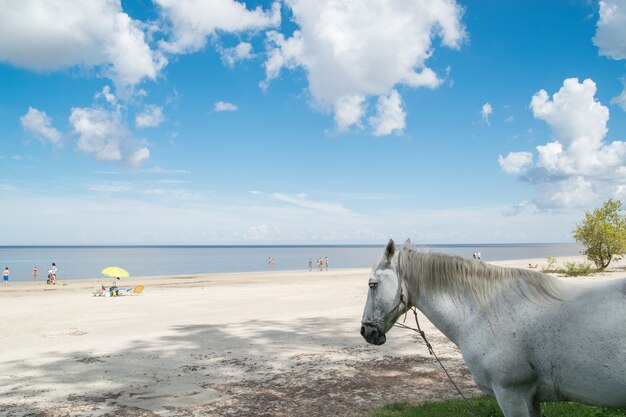 Caballo blanco en la playa.