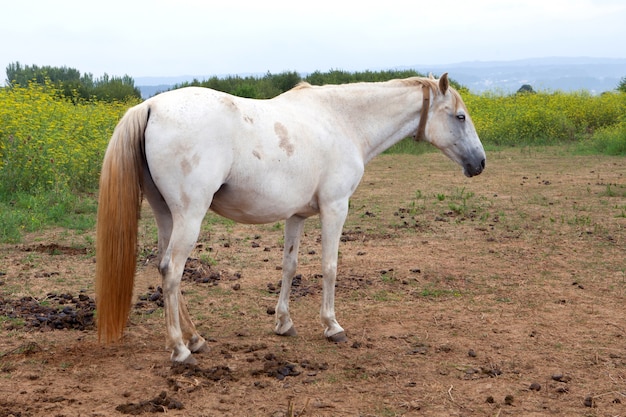 Caballo blanco en el prado