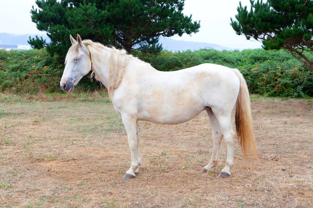 Caballo blanco en el prado