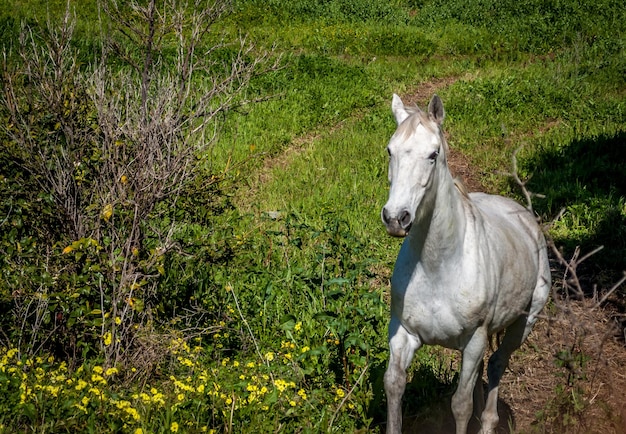 Caballo blanco en un prado