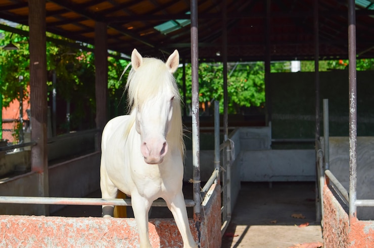 Foto caballo blanco en el rancho