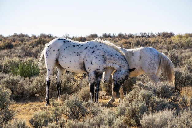 Caballo blanco salvaje en el desierto de Nuevo México